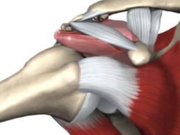 anatomia spalla