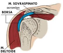 anatomia spalla 2